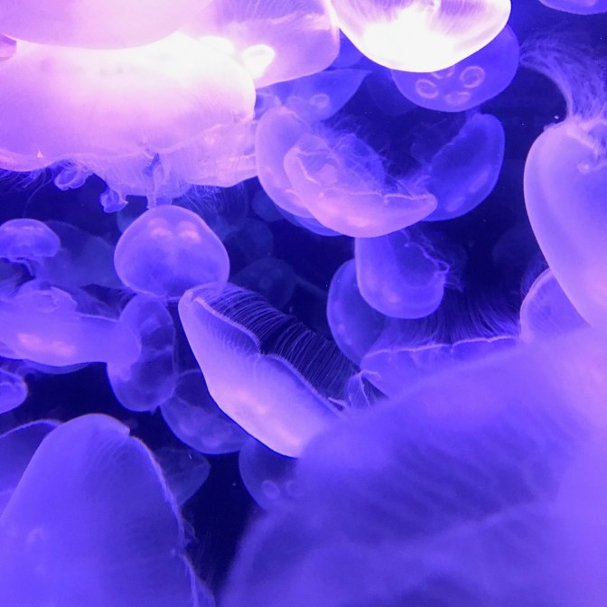 White jellyfish in tank illuminated with blue light.