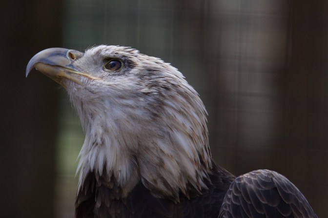 Juvenile bald eagle, looking upward.
