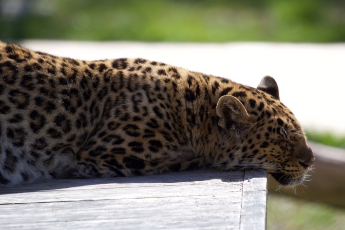 Leopard, asleep on a wooden plank.
