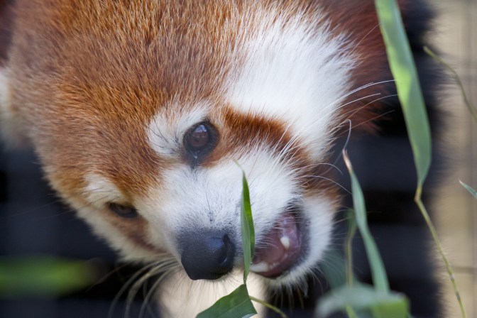 Red panda, eating plants.
