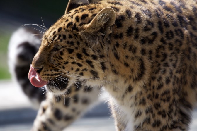 Leopard, walking, and flicking its tongue.