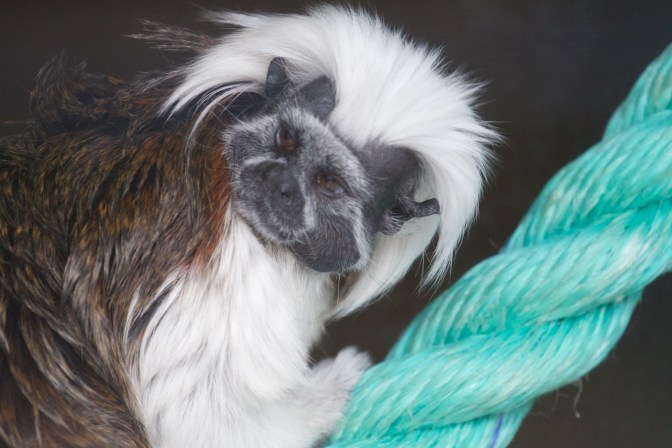 Cotton-top tamarin on a rope.