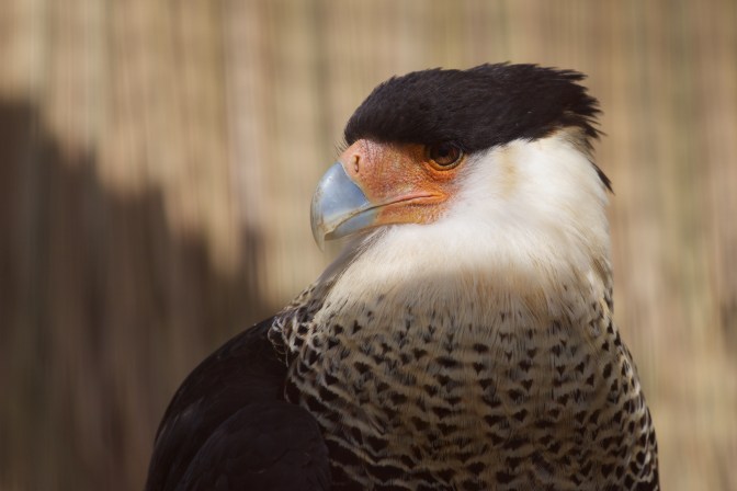 Crested caracara.