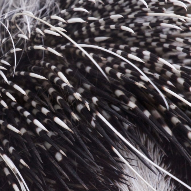 Close-up of porcupine quills.