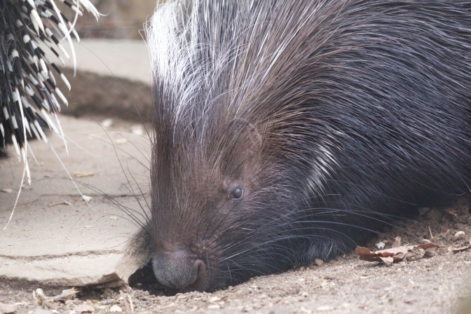 Closeup of porcupine head.