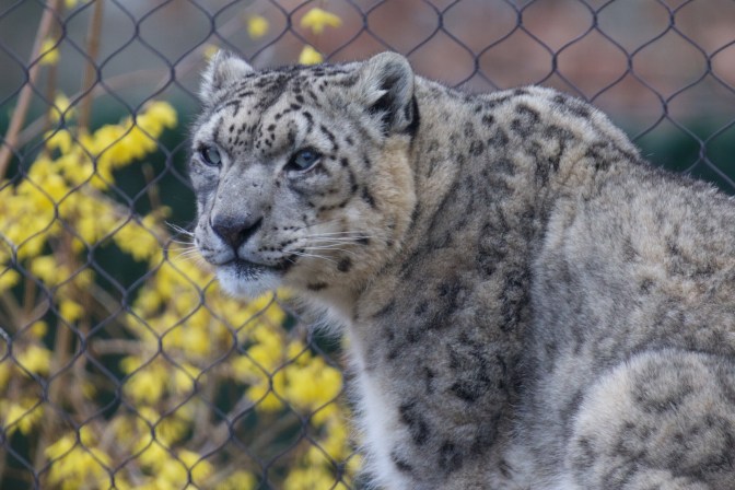 Snow leopard, looking straight ahead.