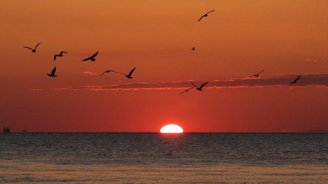Birds flying over water with setting sun in background.