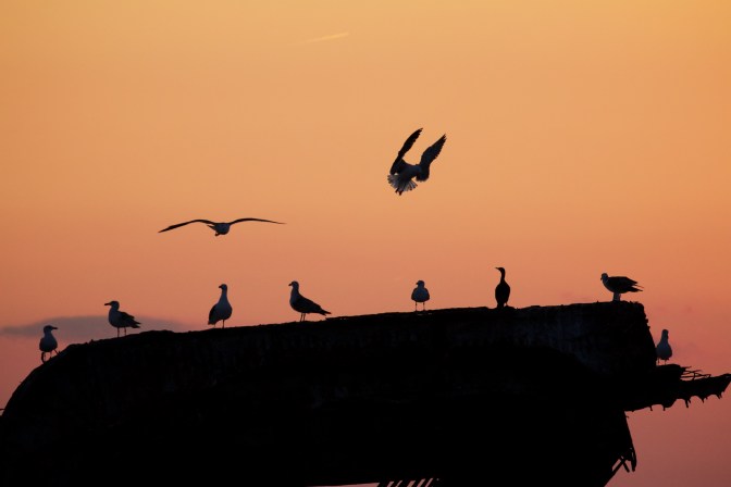 Seagulls landing on remains of concrete ship.