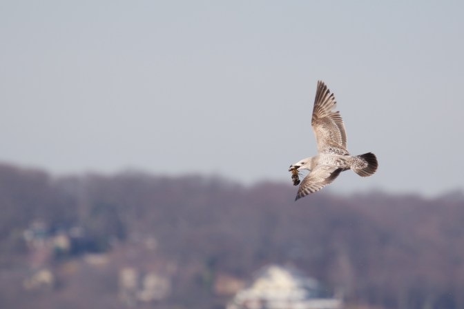 Western Gull in flight, holding a mussel in its beak.