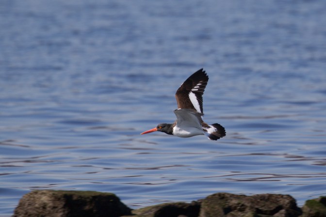 American Oystercatcher in flight over water.