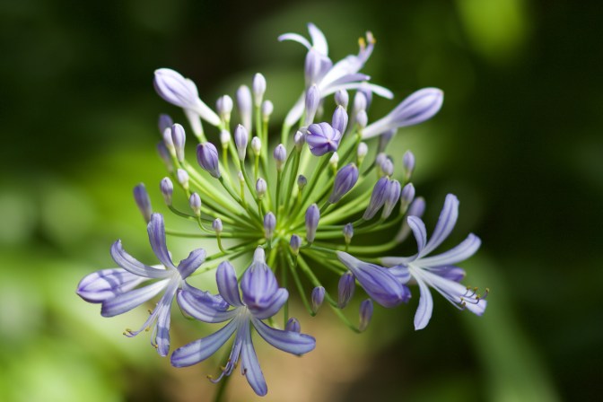 Close-up image of blooming flowers.