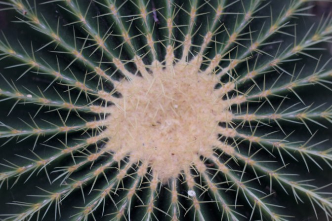 Closeup photo of cactus.