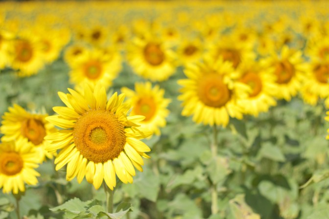 View of one sunflower in focus, with a field of sunflowers out of focus in the background.