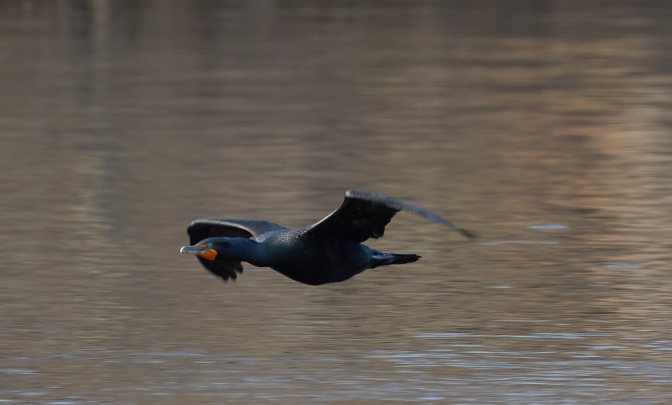 Double crested cormorant flying across pond.