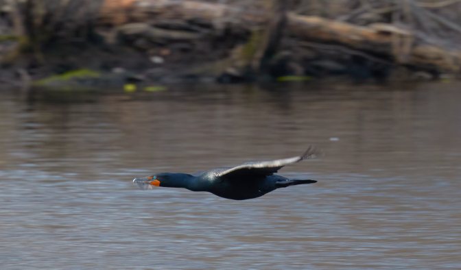 Double-crested cormorant in flight.