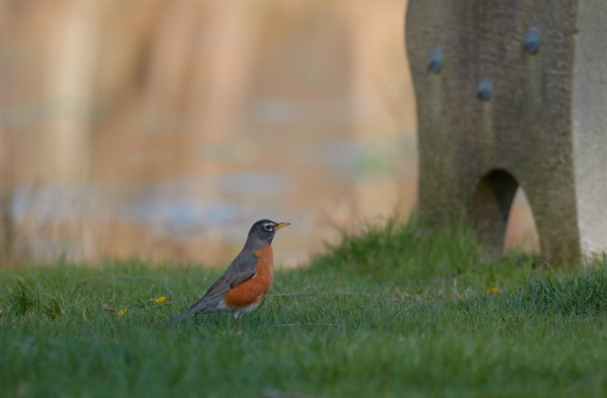 Robin on grass, with park bench in background.