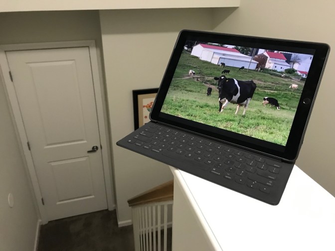 iPad at top of staircase displaying photo of cows in a field.