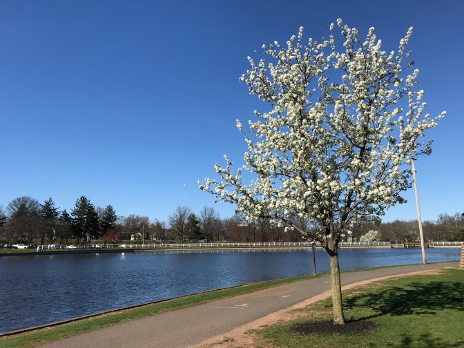 View of blossoming tree beside lake.