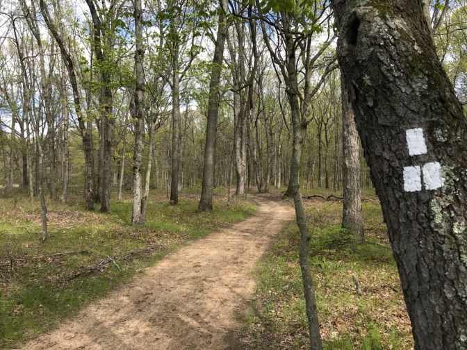 White dots painted on tree on right of image, with path following into the background.