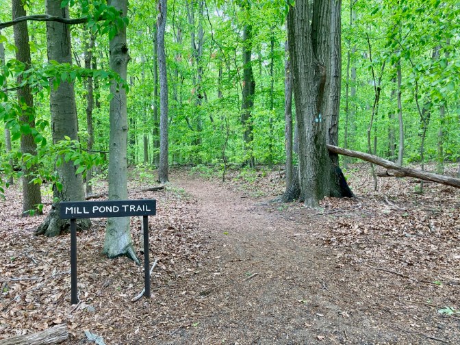 Forest path with sign by entrance that reads MILL POND TRAIL
