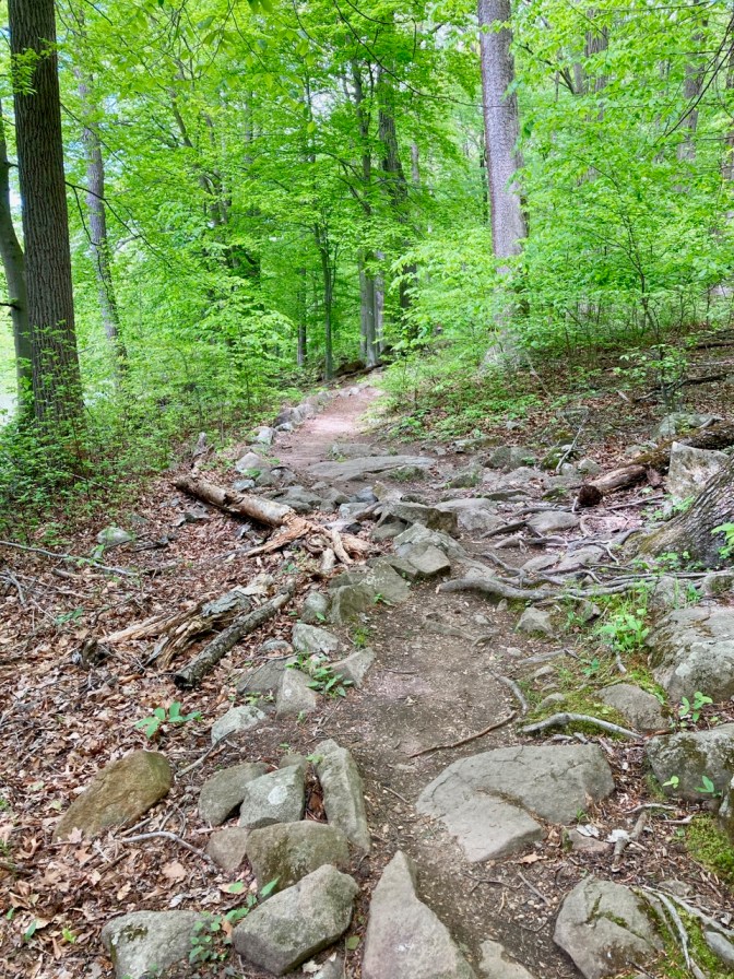 Rocky trail through woods.