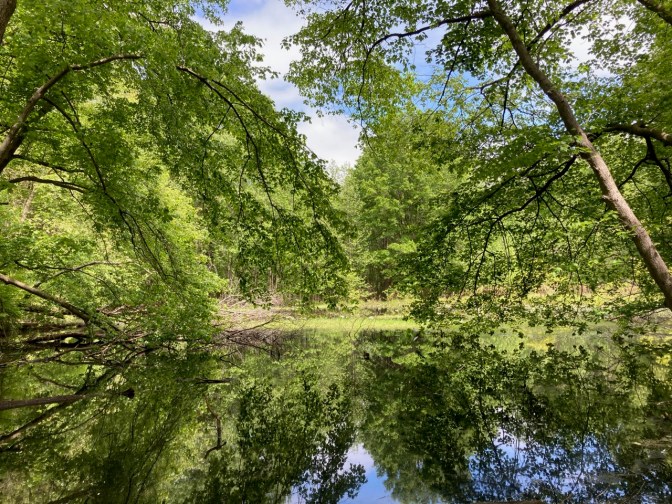 View of pond, with trees on far shore reflected in pond.