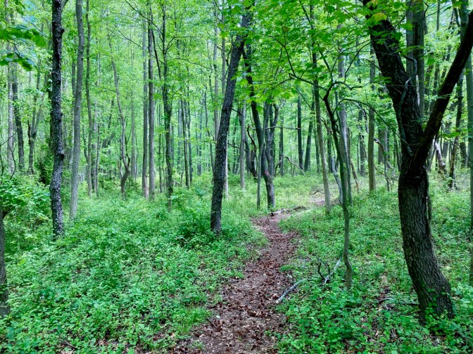 Hiking trail through forest trees.