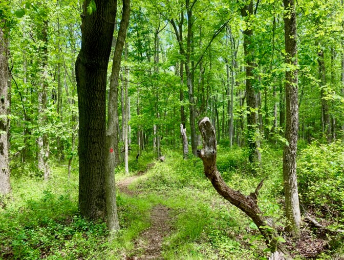 Hiking trail through forest.