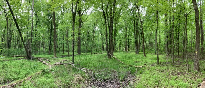 Panorama of forest.