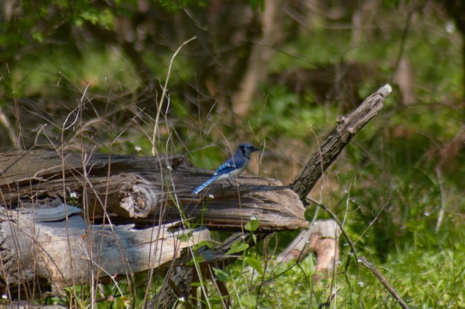 Blue jay, sitting on fallen log in woods.