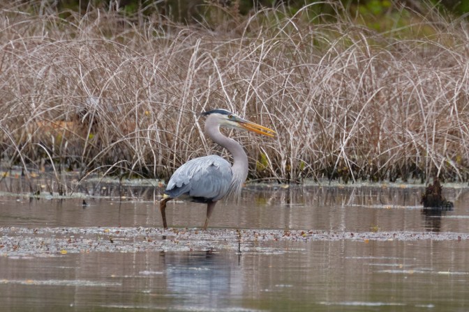 Great Blue Heron in pond.