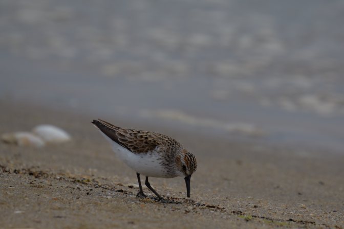 Sandpiper searching for food at water's edge.