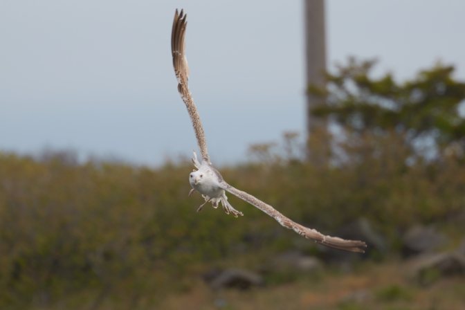 Herring gull in flight, its wings extended as it swoops to the right of the frame.