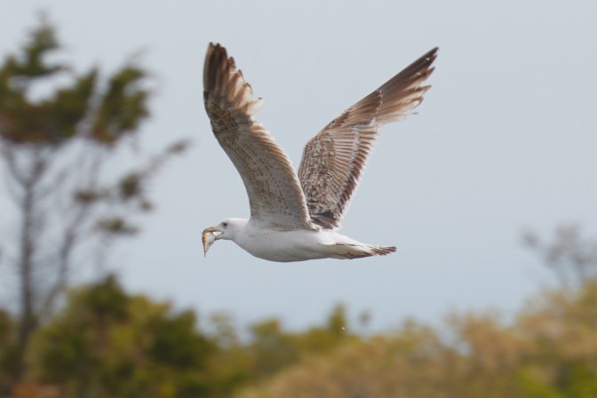 Herring gull flying, carrying a freshly caught fish in its mouth.