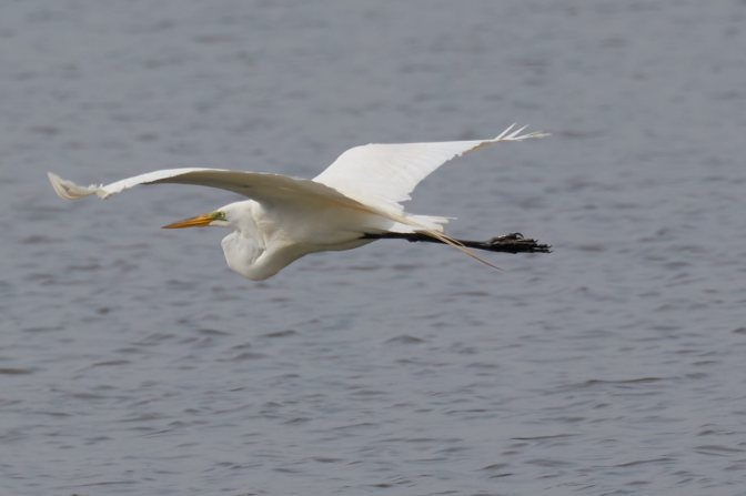 Egret in flight over water.