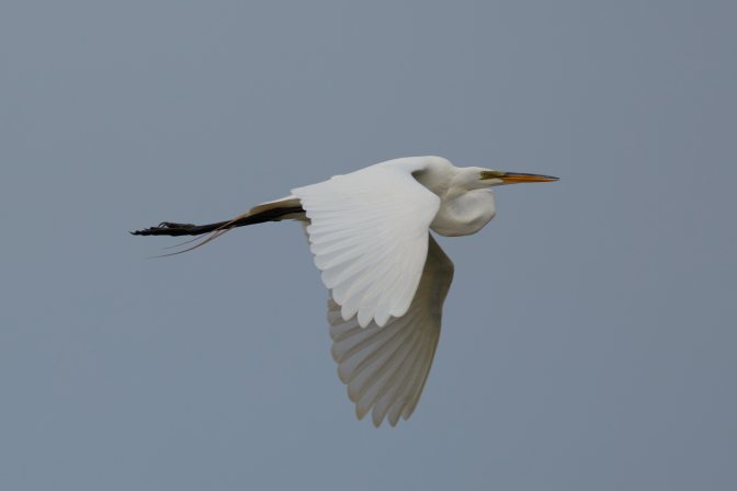 Photo of egret in flight.
