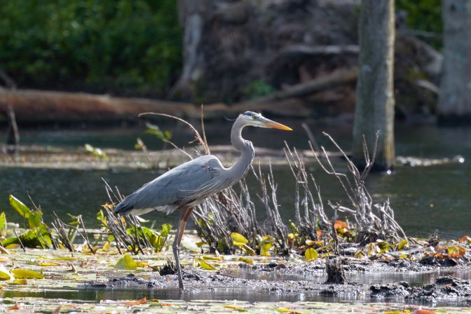 Great blue heron, standing in pond.