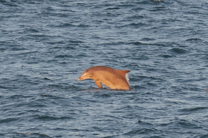 Dolphin broaching surface of water.