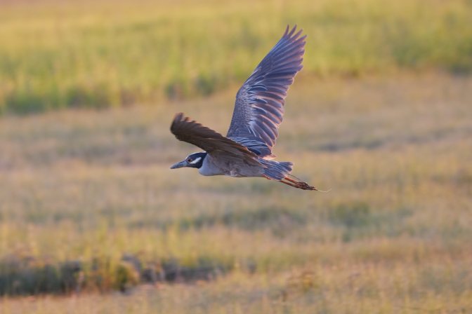 Yellow-crowned night heron in flight.