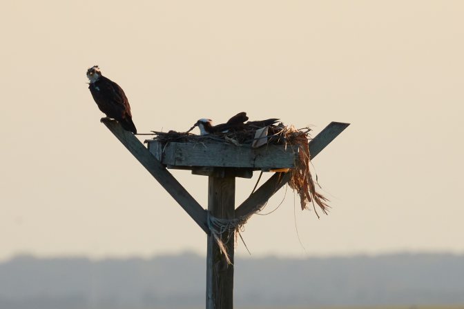Two ospreys perched on nest on top of pole.