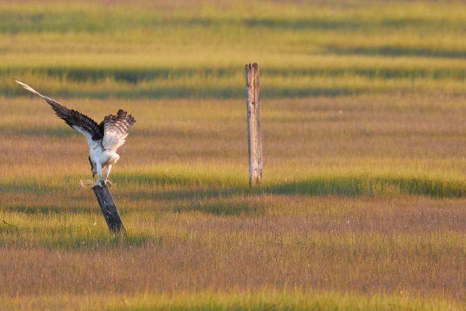 Osprey, landing on small pole.
