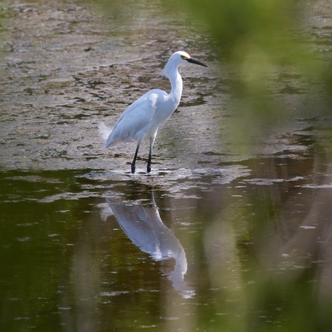Snowy egret standing in tidal marsh.