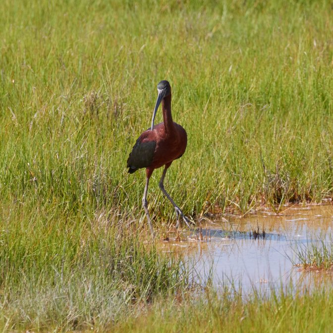 Glossy Ibis standing in meadow.