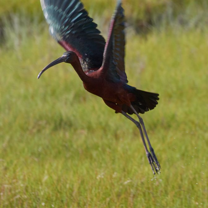 Glossy ibis in flight.