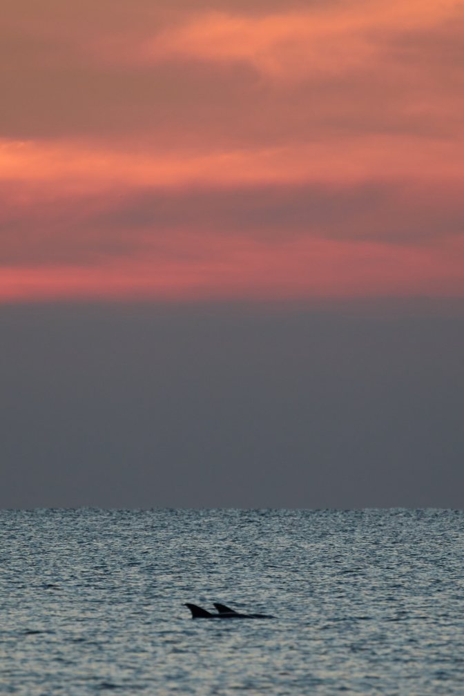 Two dolphins swimming in ocean beneath a sunset sky.