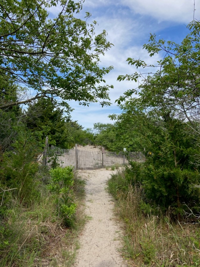 Sandy path through woods.