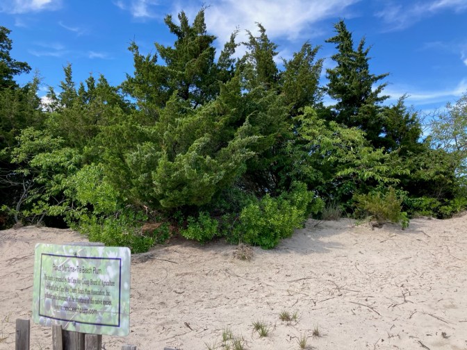 Beech Plum tree on sand dune.