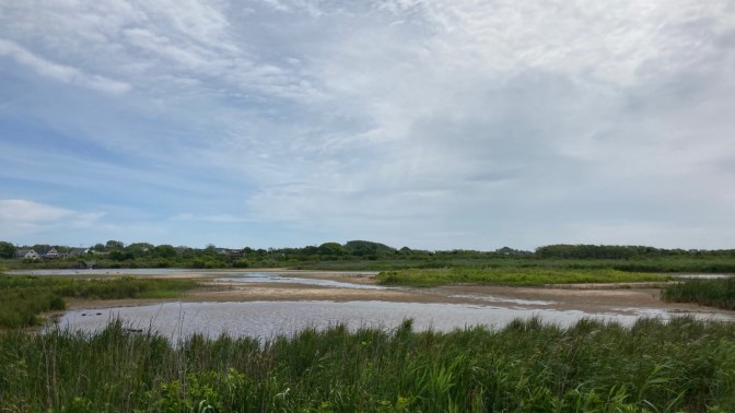 View of wetland in preserve.