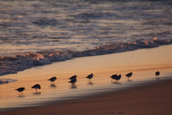 Group of sandpipers in the surf during sunset.