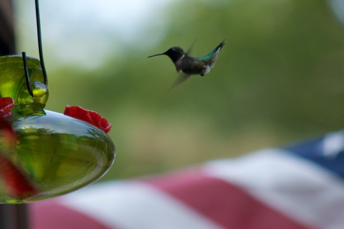 Hummingbird about to eat from feeder, with an American flag in the background.